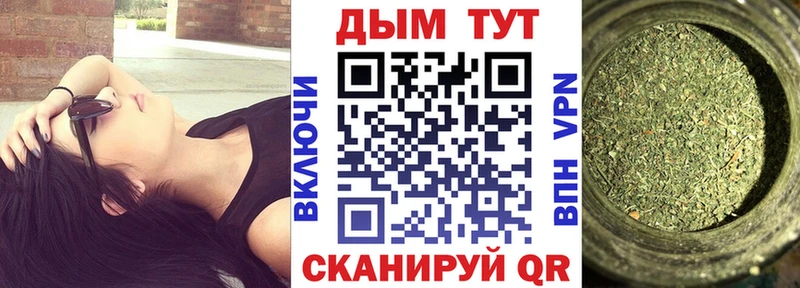 Конопля гибрид  Нефтекумск 